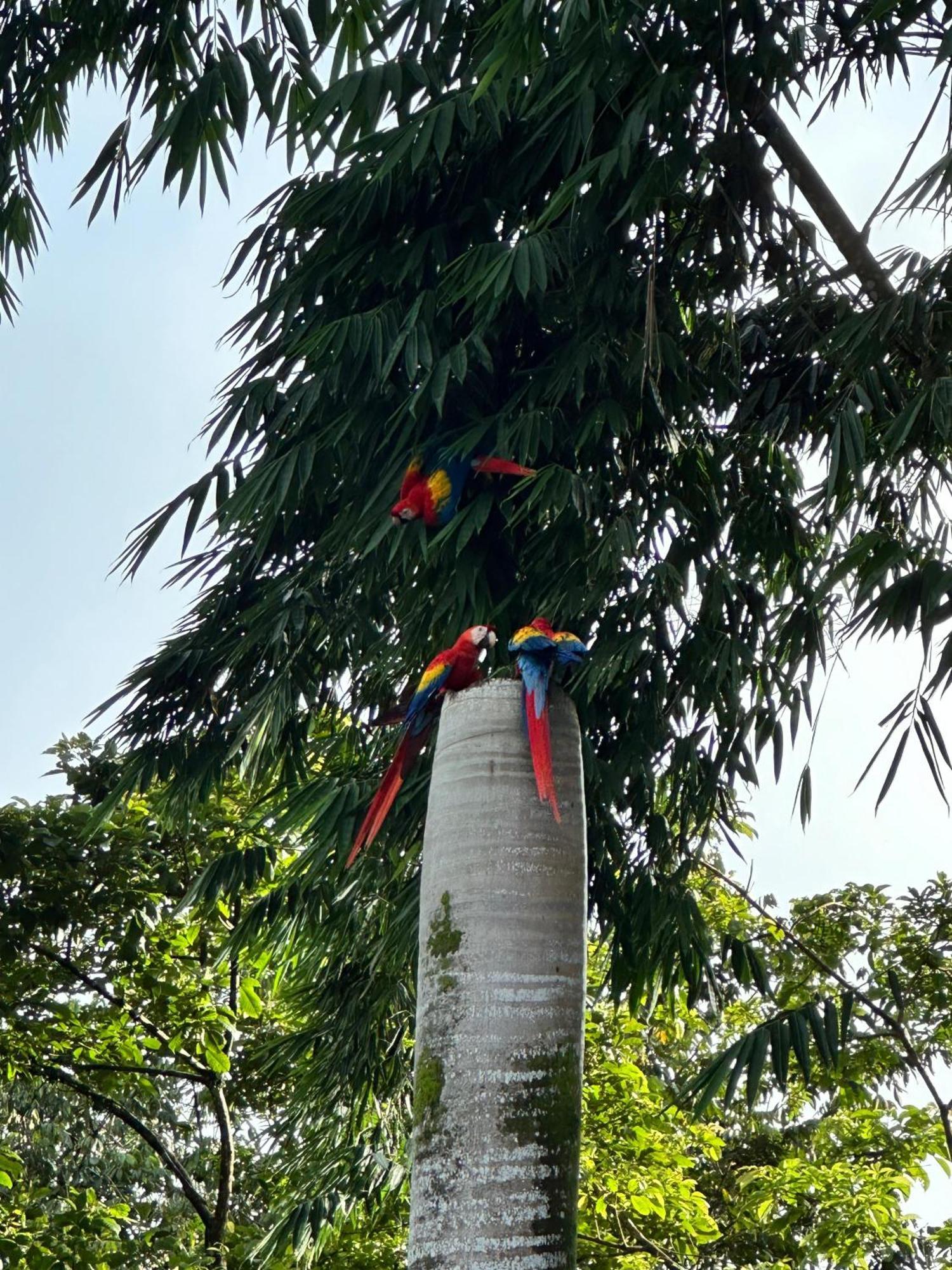 מנואל אנטוניו Hospedaje Colibri מראה חיצוני תמונה